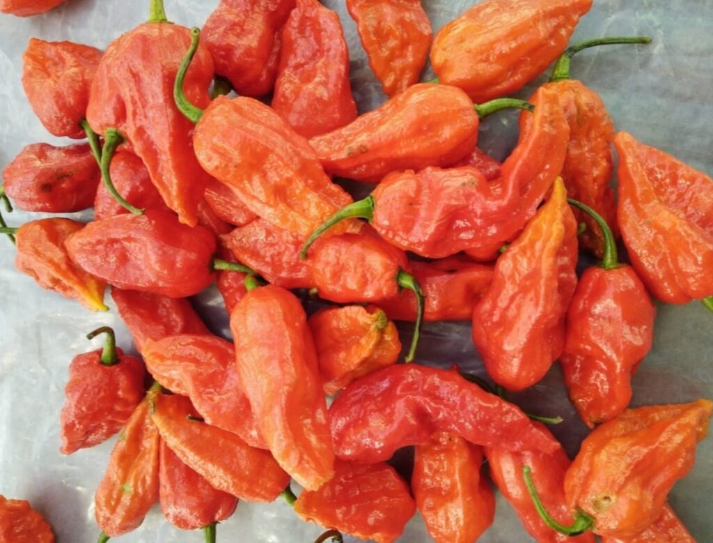 Ghost Pepper, Bhut Jolokia