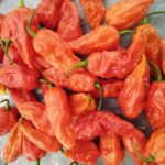 Ghost Pepper, Bhut Jolokia