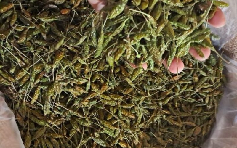 Dried green bird eye chilli