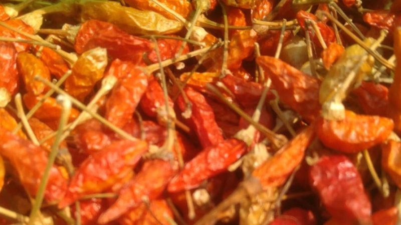 Bird eye chilli